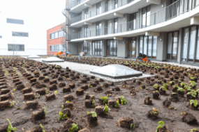 Daktuin beplanting