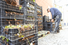 Planten voor de daktuin