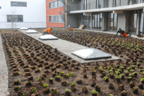 Beplanting daktuin VVE Newton